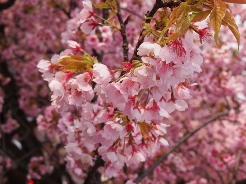 金沢の桜は団子が美味しくなる(桜アップ)