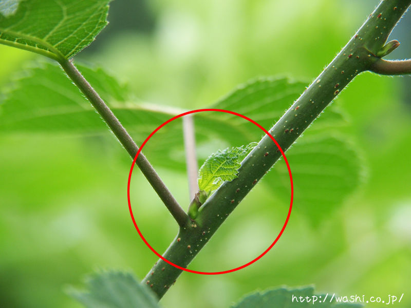 五箇山和紙の楮 こうぞ 芽かき体験にいってきました 浅倉紙業株式会社 ショールーム 紙あさくら のブログ