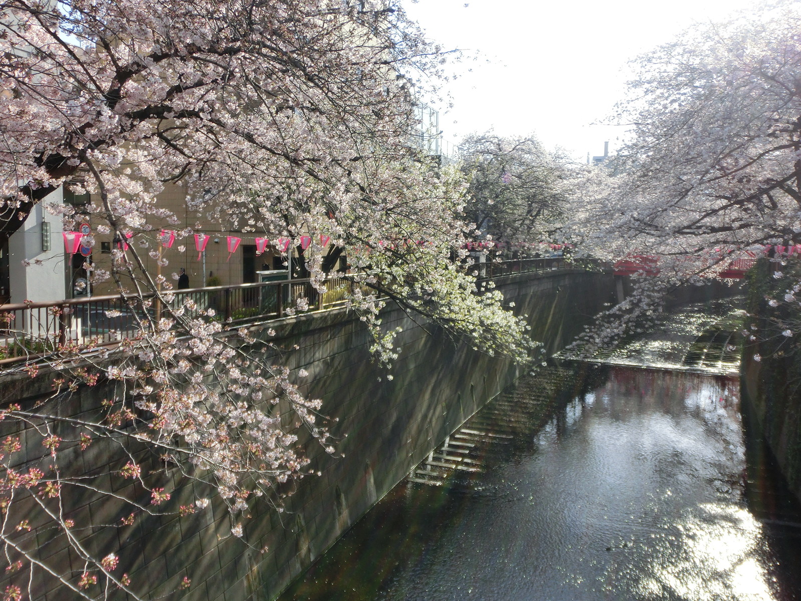 そうだ 目黒川の桜を見に行こう サイクルスパイス そうだ 目黒川の桜を見に行こう サイクルスパイス