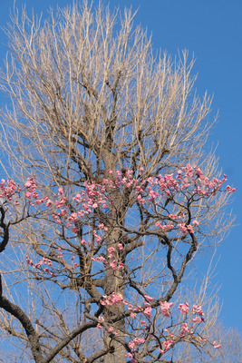 66-DSCF9523