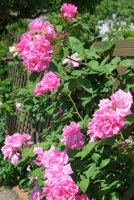 33-DSCF1404