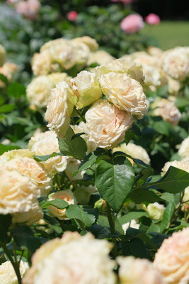 35-DSCF1243
