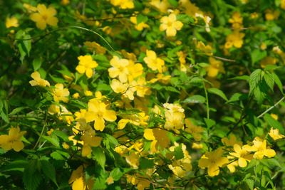 235-DSCF0806