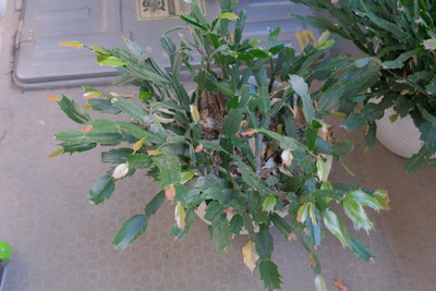 101-1DSCF1738
