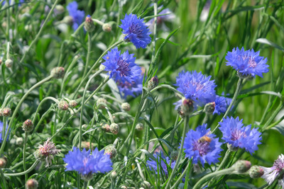 25-DSCF1465
