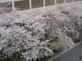 1c2e981a.JPG