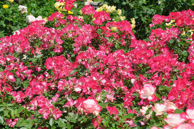 70-1DSCF1301