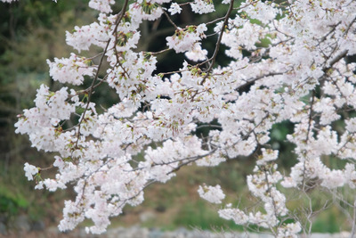 250-DSCF0260