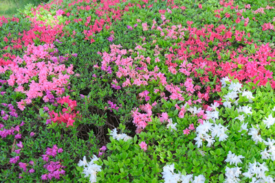 137-1DSCF0649