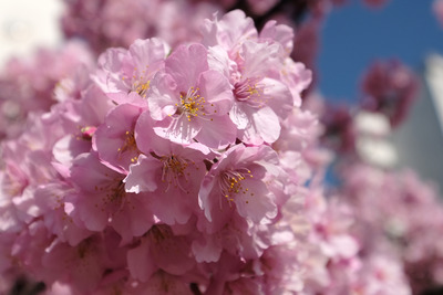 DSCF0780