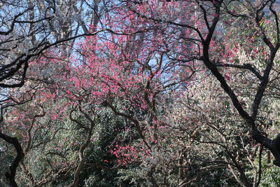 254-DSCF9705