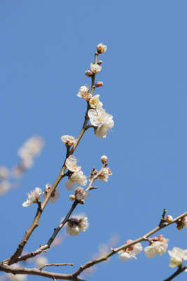 235-DSCF9667