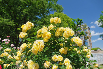 86-DSCF1268