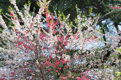 465-DSCF0495