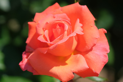 58-DSCF1225