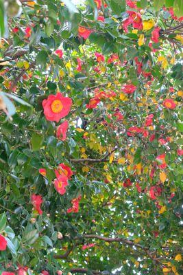 209DSCF0218