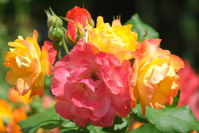 22-DSCF1204