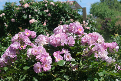 34DSCF1471
