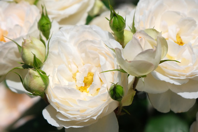 56-DSCF1198
