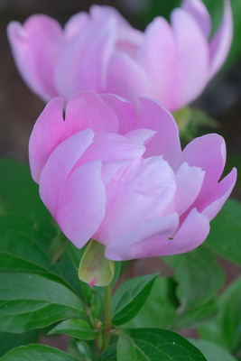 36DSCF1100
