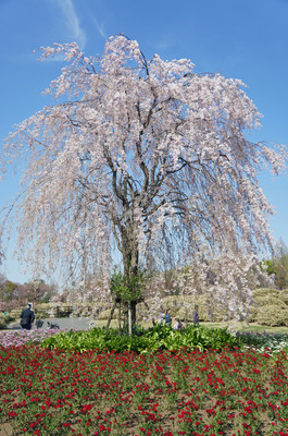 DSC05595