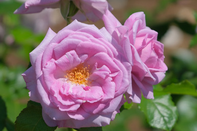 55-DSCF1254