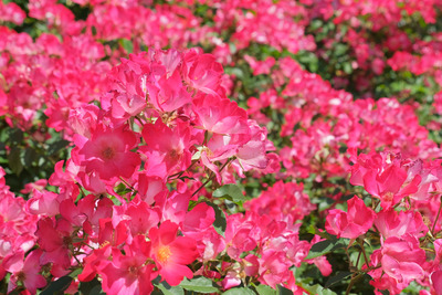 71DSCF1287