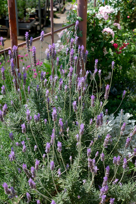 49-1DSCF1446