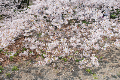 305-2DSCF0312