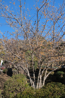 46-DSCF9371