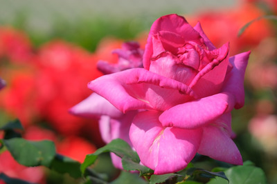 63DSCF1611