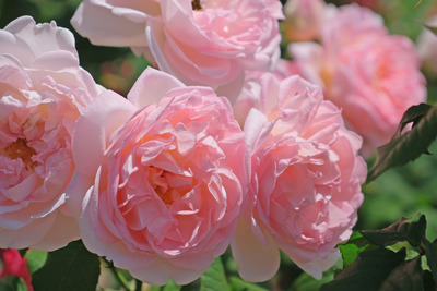 34-DSCF1215