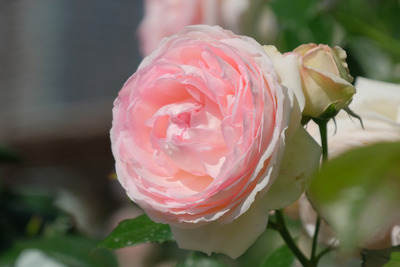 61DSCF1631