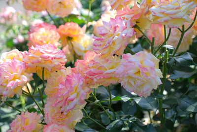 110-DSCF1616
