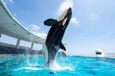 11シャチジャンプ