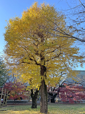 34-IMG_7253