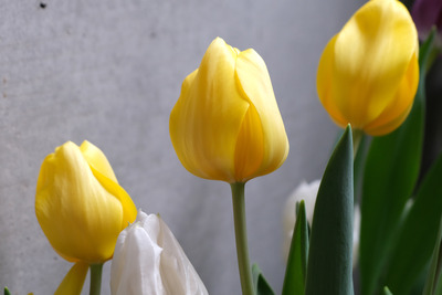 0-4DSCF3087