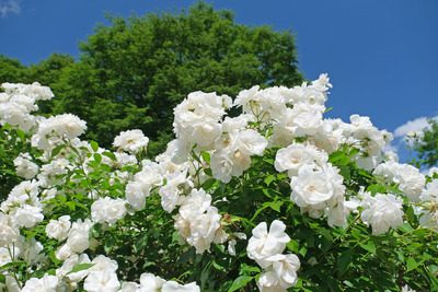 85-DSCF1267