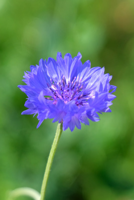 26-DSCF1464