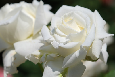52-DSCF1191