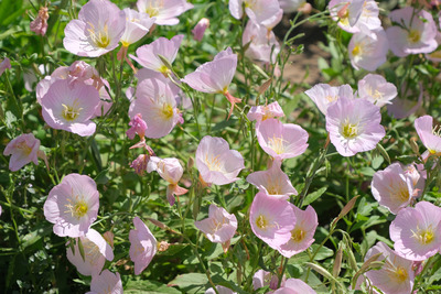 23-DSCF1385