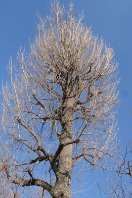 65-DSCF9524