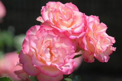 59-DSCF1324