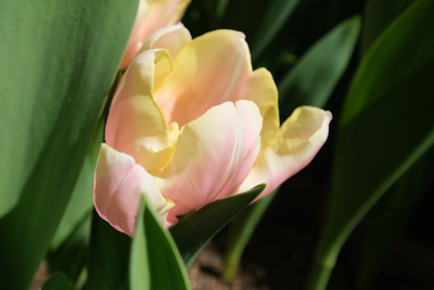 c-3DSCF2390
