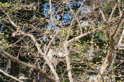 228-DSCF9725