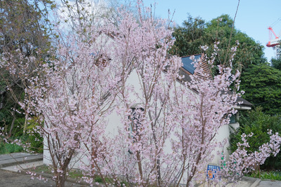 122DSCF0115