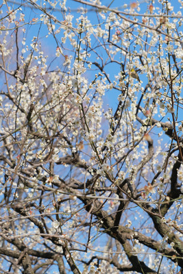 215-DSCF9696