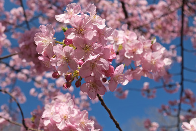 DSCF0450
