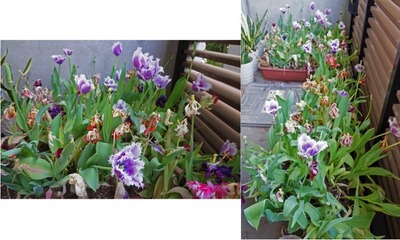 【5月06日 土曜日】