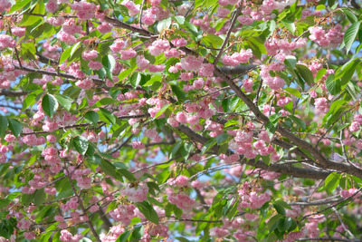 232-DSCF0801